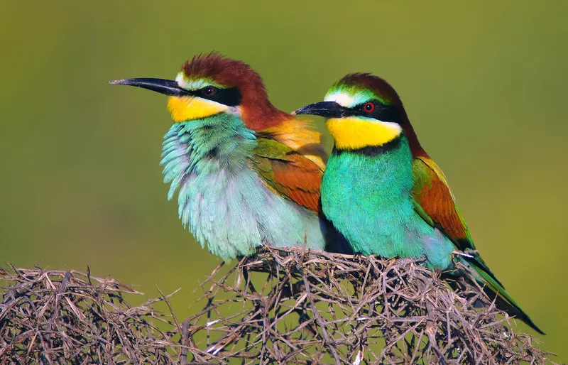 Pareja de abejarucos de colores turquesa, amarillo y castaño posados en una rama