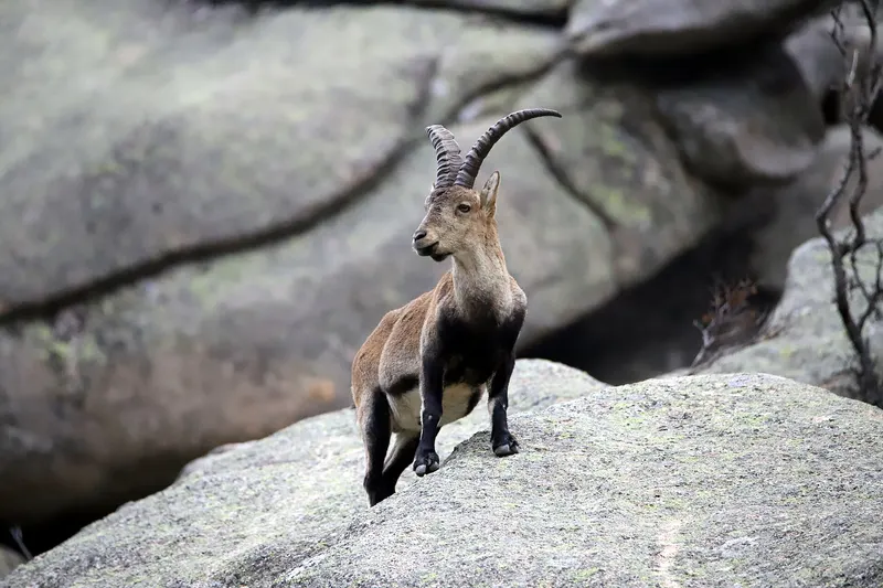 Macho de cabra montés con grandes cuernos curvados sobre una roca de granito