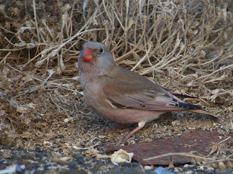Camachuelo trompetero, pequeño pájaro pardo rosado con pico rojo, en el suelo entre matas secas