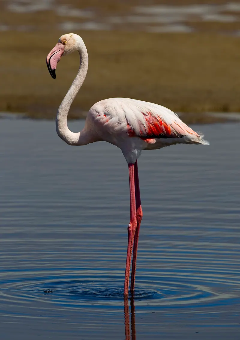 Flamenco común rosado de pie en aguas someras, con el cuello curvado