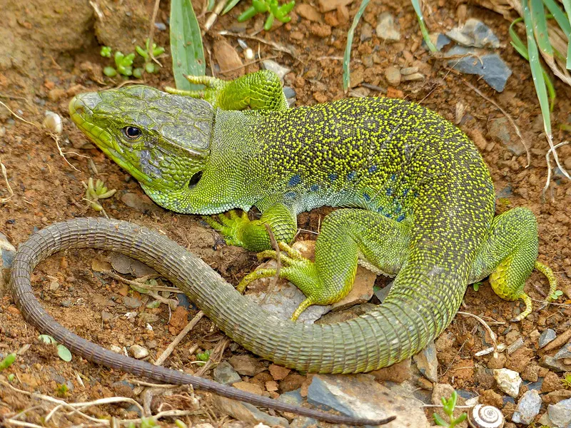 Lagarto ocelado macho, verde con ocelos azules en los flancos, sobre tierra rojiza
