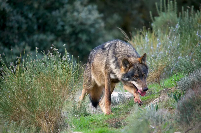Lobo ibérico caminando entre matorral verde