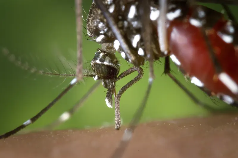 Primer plano de un mosquito tigre con patas rayadas en blanco y negro alimentándose sobre piel