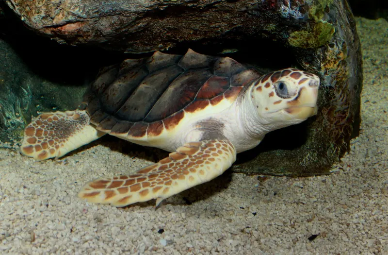 Tortuga boba nadando cerca del fondo marino