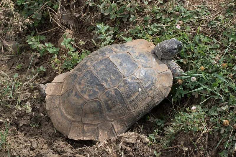 Tortuga mora caminando entre la vegetación, con caparazón abombado de tonos ocres