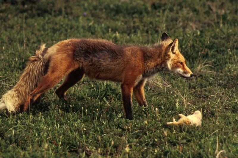 Zorro rojo en un prado con una presa en la boca